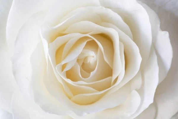 Farbsymbolik der Rosen weiße Rose weltweit Friedenssymbol