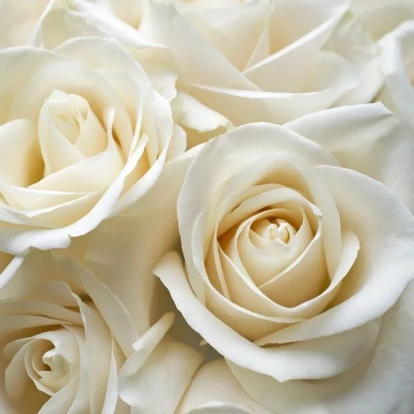 Farbsymbolik der Rosen weiße Rosen Symbol für Unschuld Reinheit Heiligkeit