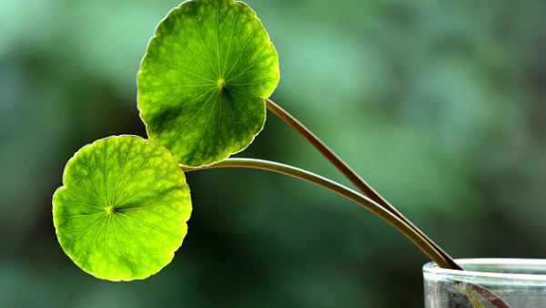 Gotu Kolas asiatisches Heilkraut grüne kreisrunde oder nierenförmige Blätter