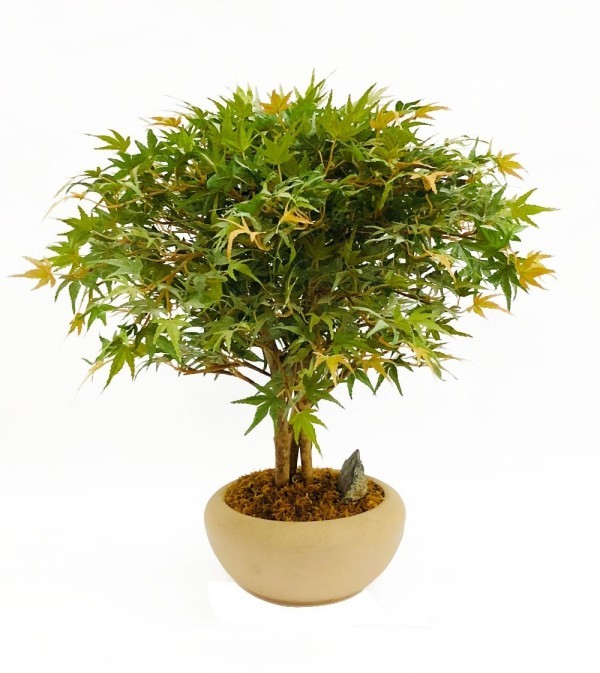 Kleine dünne Blätter Bonsai Baum