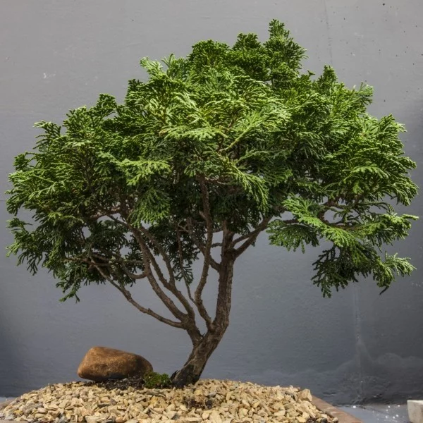 Nadelbaum - tolle Idee - Bonsai Baum