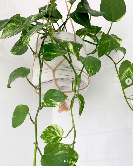 Pflanzen fürs Bad Efeutute richtiger Blickfang im Bad