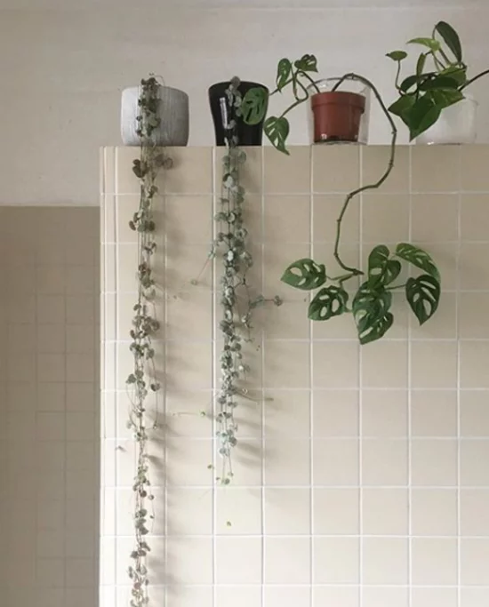 Pflanzen fürs Bad Erbsenpflanze Fensterbad erfrischen den nassen Raum