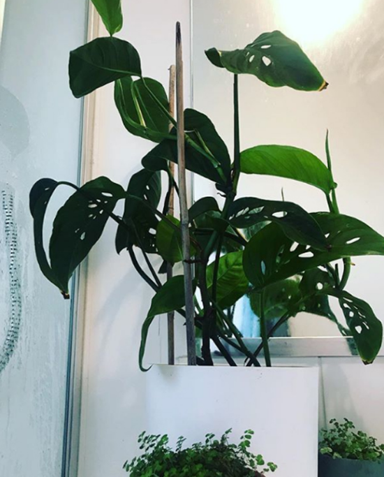 Pflanzen fürs Bad Fensterblatt beliebte Zimmerpflanze gedeiht auch im Bad