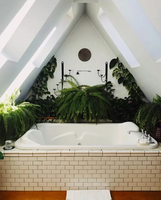 Pflanzen fürs Bad robuste Farne bringen echtes Jungle-Feeling ins Badezimmer