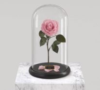 Rose im Glas – natürliche Schönheit für die Ewigkeit konserviert