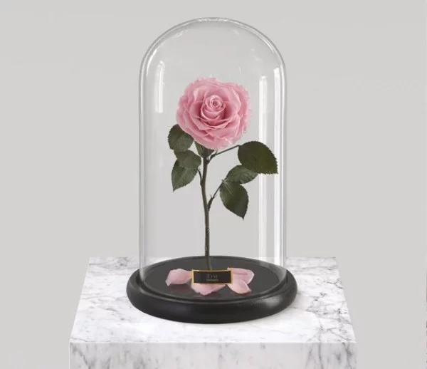 Rose im Glas in zartem Rosa steht für beginnende sich entwickelnde Liebe