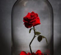 Rose im Glas – natürliche Schönheit für die Ewigkeit konserviert