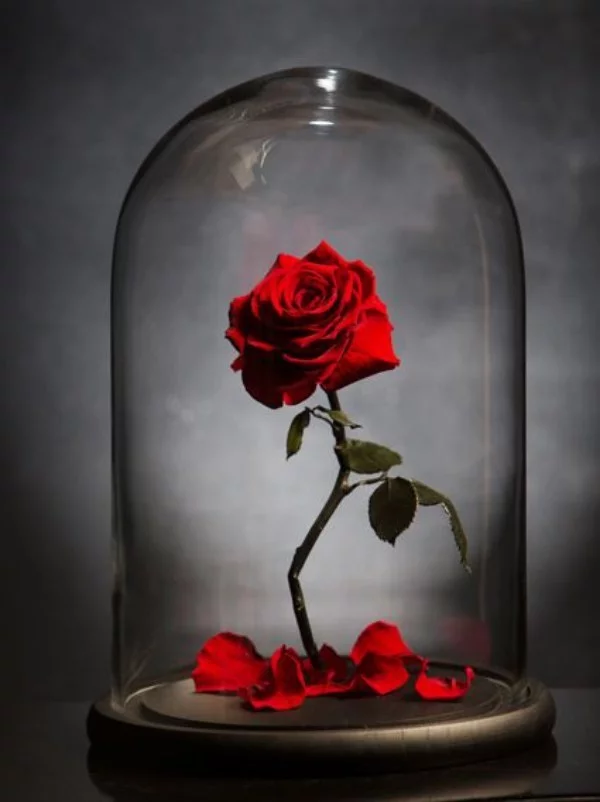 Rose im Glas pflegeleicht und sehr elegant