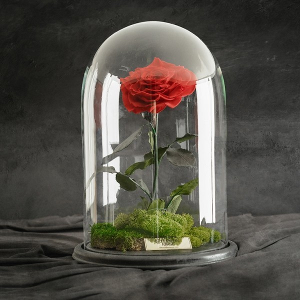 Rose im Glas rot vor schwarzem Hintergrund geheimnisvoll und mysteriös