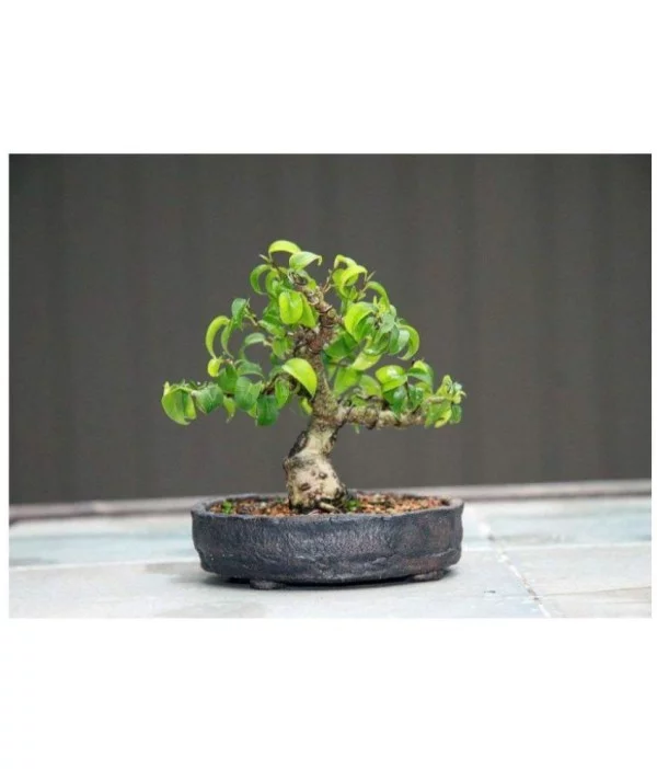 Topf und kleiner Format Bonsai Baum
