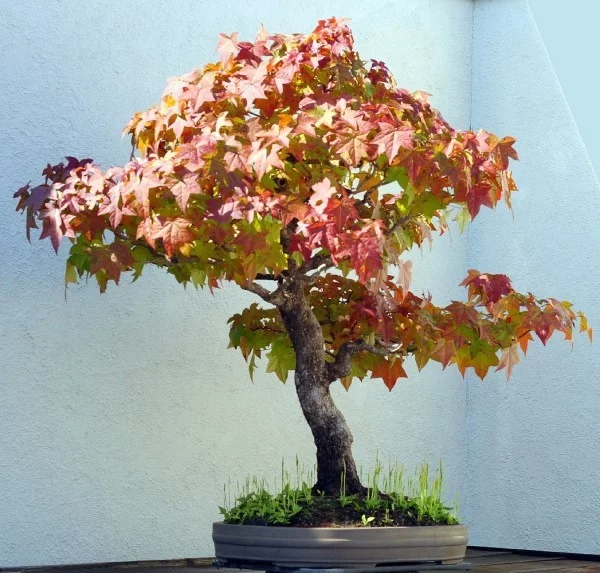 bunt farbene Blätter Baum