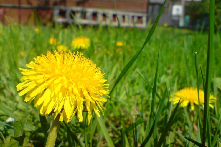 Unkraut im Rasen erfolgreich ohne Chemie entfernen ...