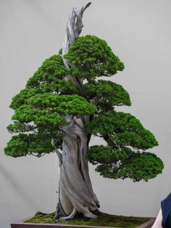 ost design Bonsai Baum
