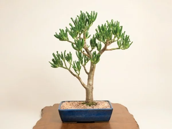 schön geformte Blätter Bonsai Baum