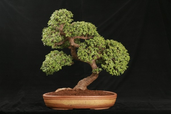 tolle Idee für einen eleganten Bonsai Baum