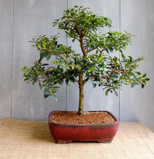 tolle Stufen Bonsai Baum