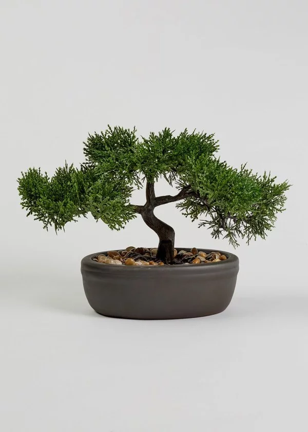tolle nadeln - Bonsai Baum