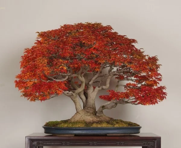 tolle rote Farbe Bonsai Baum