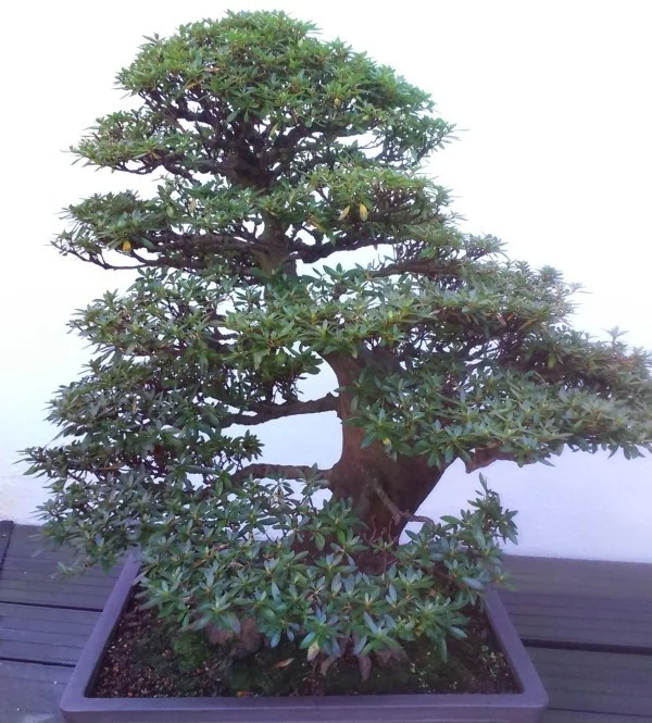 verschiedene tolle Zweigen Bonsai Baum