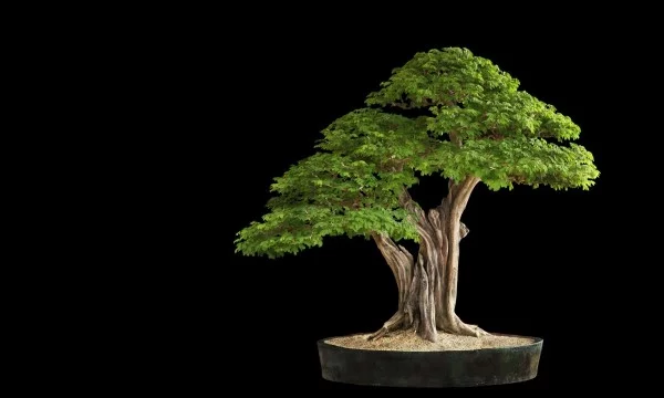 wunderbarer Baum - Bonsai Baum