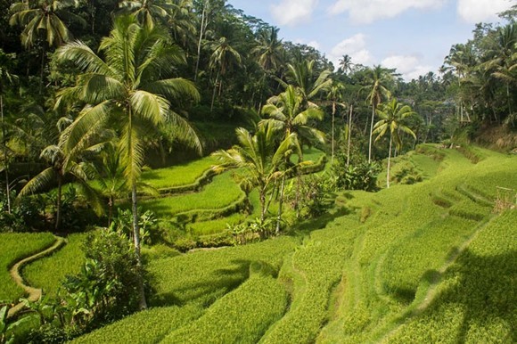 Bali Reisetipps Bali Packliste Tegalalang rice terraces