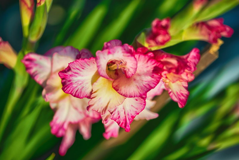 Blumensprache Gladiolen die Ehrlichkeit der Gefühle zum Ausdruck bringen