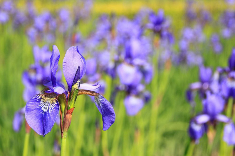 Blumensprache Iris Symbol für Kreativität und unbändige Energie
