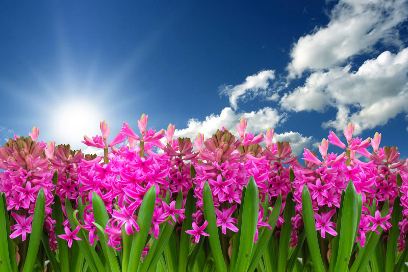 Blumensprache farbenfrohe Hyazinthen Symbol für Erneuerung im Frühling