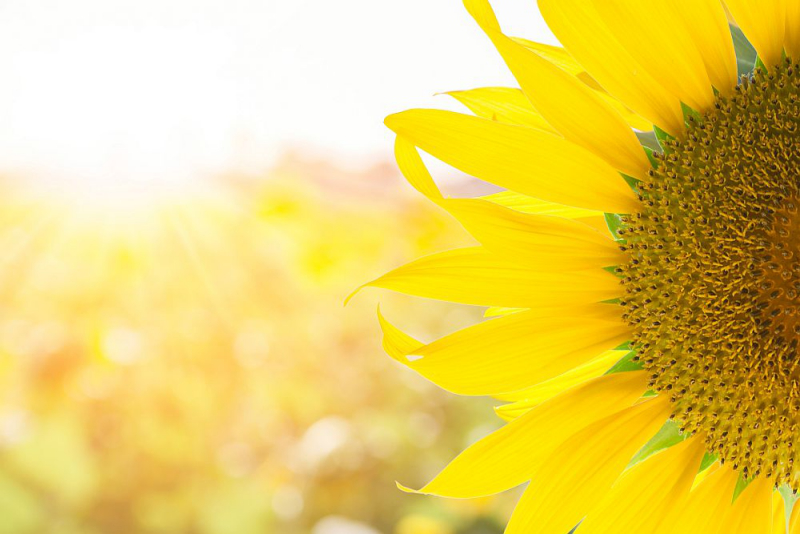 Blumensprache gesättigtes Gelb Sonnenblume Wärme symbolisieren