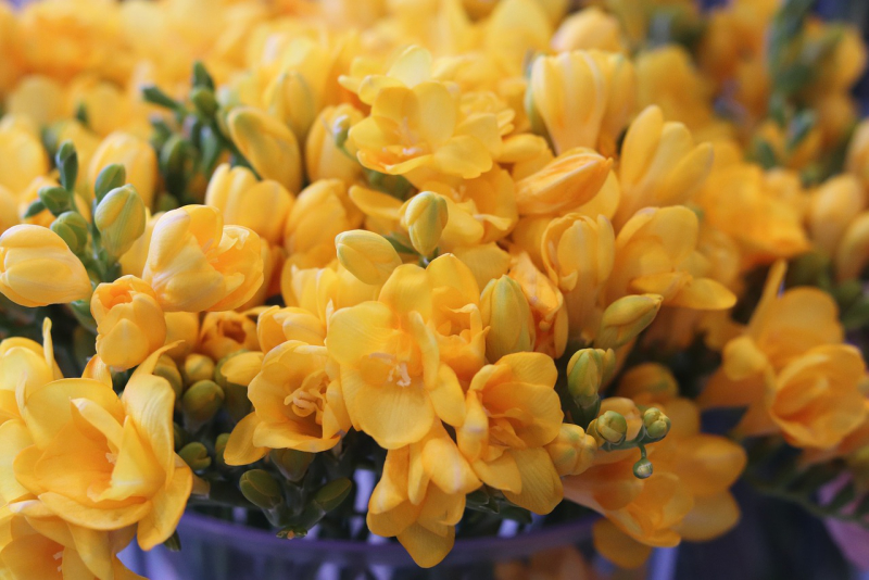 Blumensprache grazile farbenprächtige Freesien Zuneigung zum Ausdruck bringen
