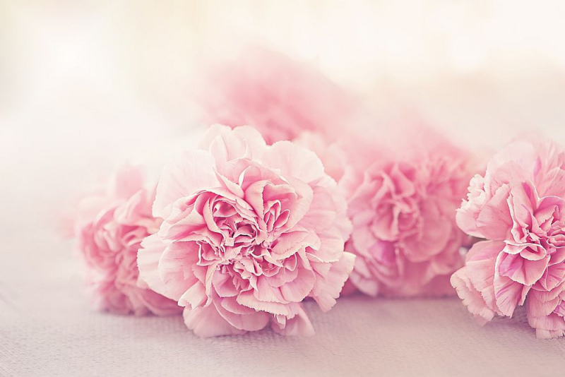 Blumensprache rosa Nelken zarte Liebesgefühle ausdrücken