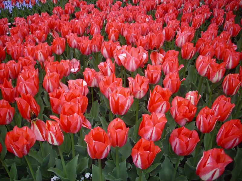Blumensprache rote Tulpen eine starke Liebeserklärung machen