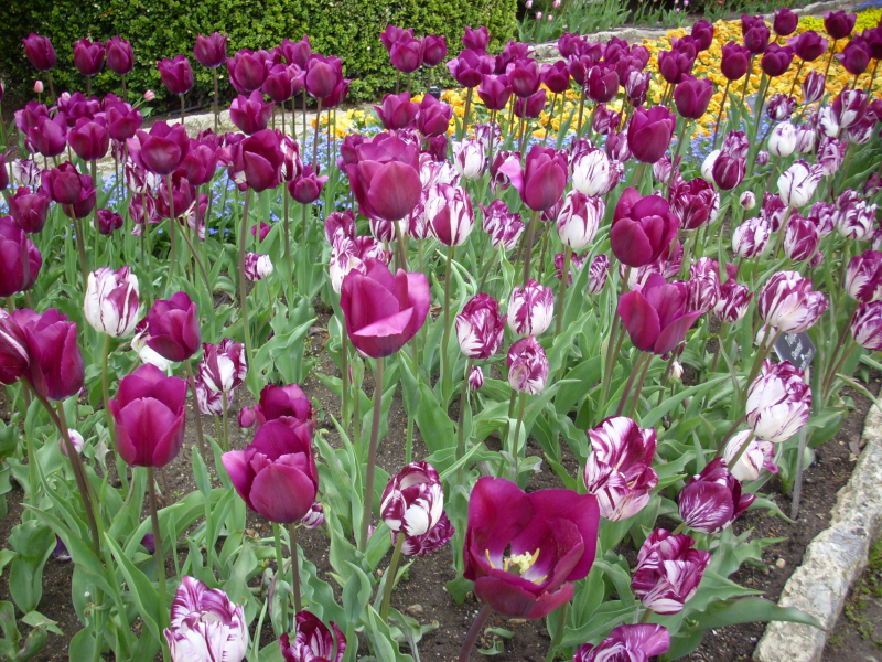Blumensprachen Tulpen verschiedene Farben je dunkler desto stärker die Gefühle