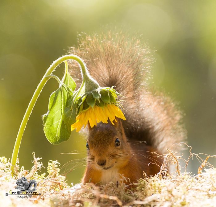 Eichhornchen Im Fokus Tolle Bilder Der Kleinen Nagetiere Fresh Ideen Fur Das Interieur Dekoration Und Landschaft