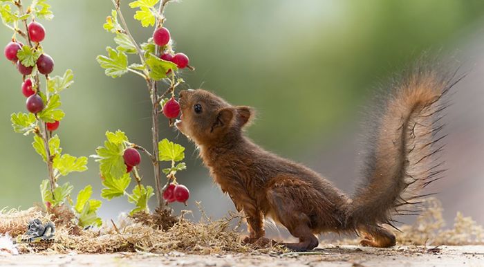 Eichhörnchen fotografieren Geert Weggen Beeren schmecken gut