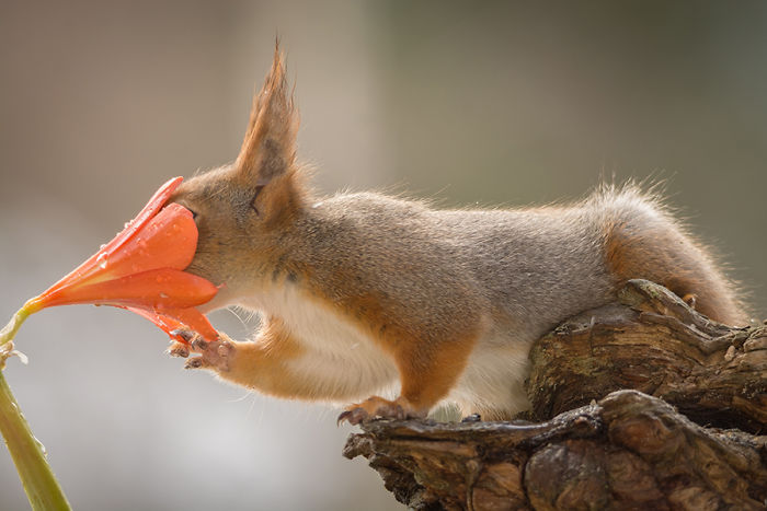 Eichhörnchen fotografieren Geert Weggen Blume Samen suchen