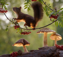 Eichhörnchen im Fokus – tolle Bilder der kleinen Nagetiere