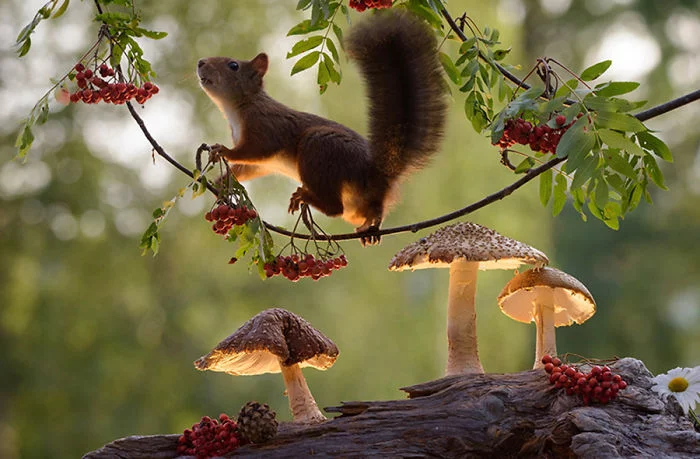 Eichhörnchen fotografieren Geert Weggen Nahrung suchen Überlebenstechnik der kleinen Nagetiere