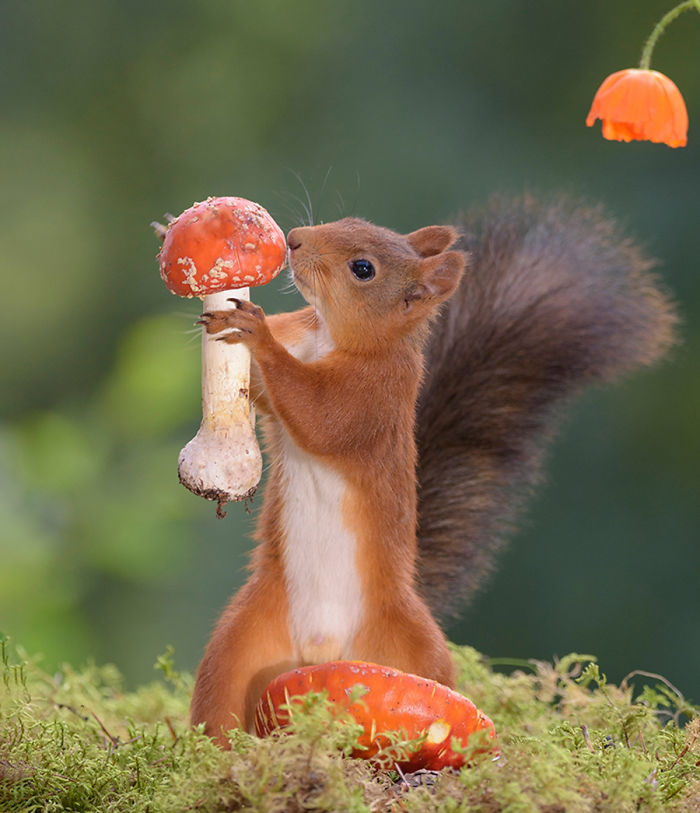 Eichhörnchen fotografieren Geert Weggen Pilz gefunden tolles Foto