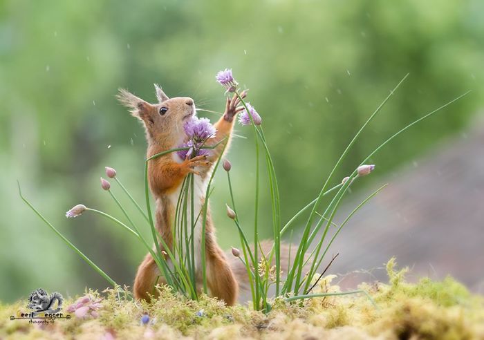 Eichhörnchen fotografieren Geert Weggen Samen suchen die Wildpflanzen bewundern