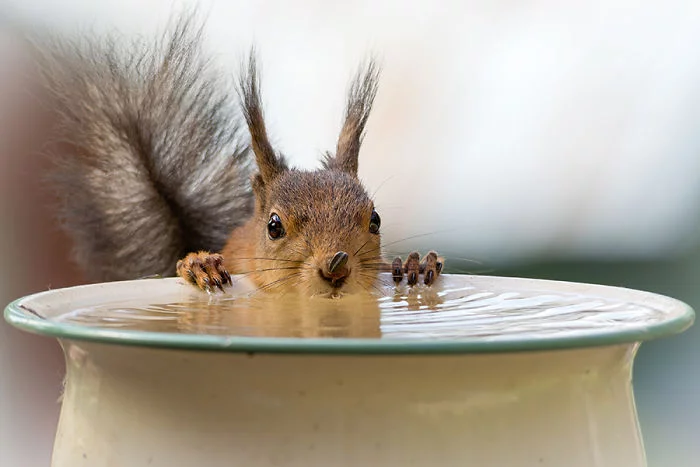 Eichhörnchen fotografieren Geert Weggen Wasser trinken