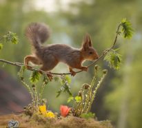Eichhörnchen im Fokus – tolle Bilder der kleinen Nagetiere
