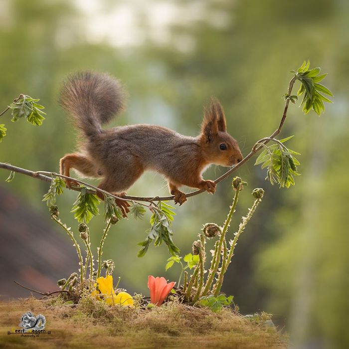 Eichhörnchen fotografieren Geert Weggen aus der Nähe aufnehmen gekonnt in Szene setzen