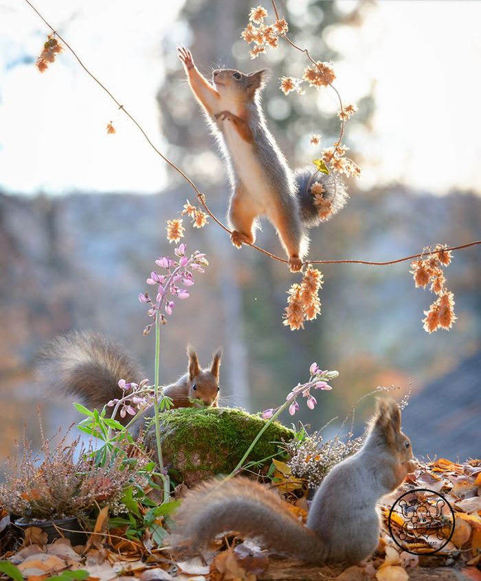 Eichhörnchen fotografieren Geert Weggen die kleinen Nagetiere spielen gern frei