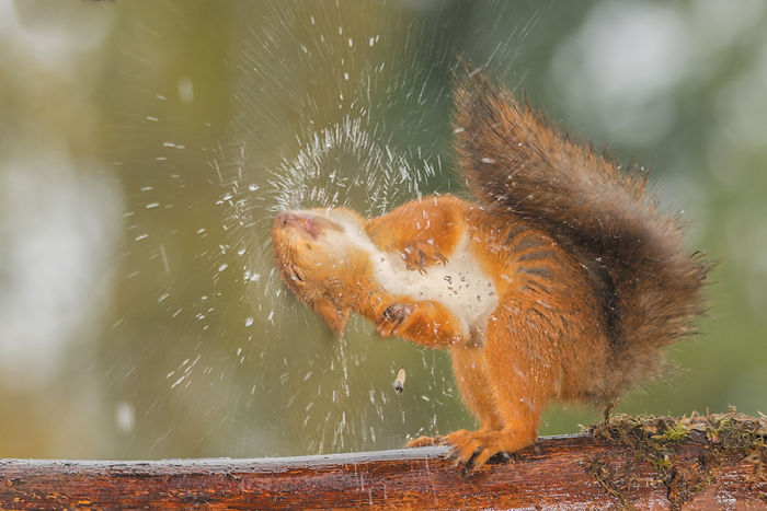 Eichhörnchen fotografieren Geert Weggen draußen baden tolle Aufnahme