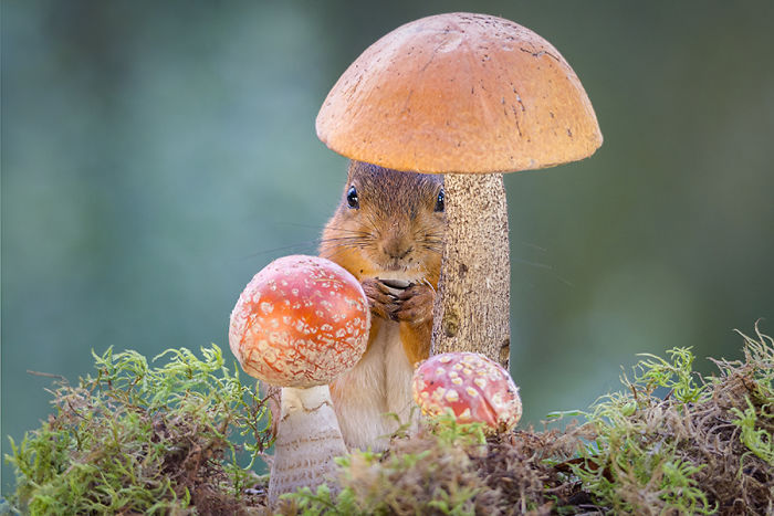 Eichhörnchen fotografieren Geert Weggen einen Unterschlupf zwischen Pilzen finden