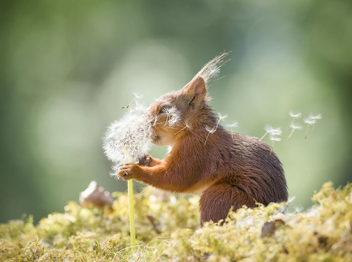 Eichhörnchen fotografieren Geert Weggen etwas Wind mit Pusteblume spielen