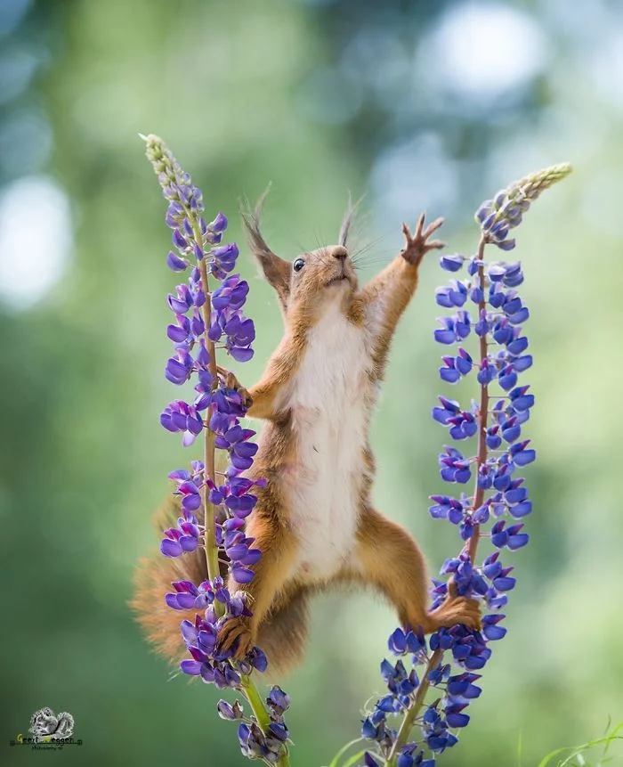 Eichhörnchen fotografieren Geert Weggen frei spielen ohne Ende in der Natur