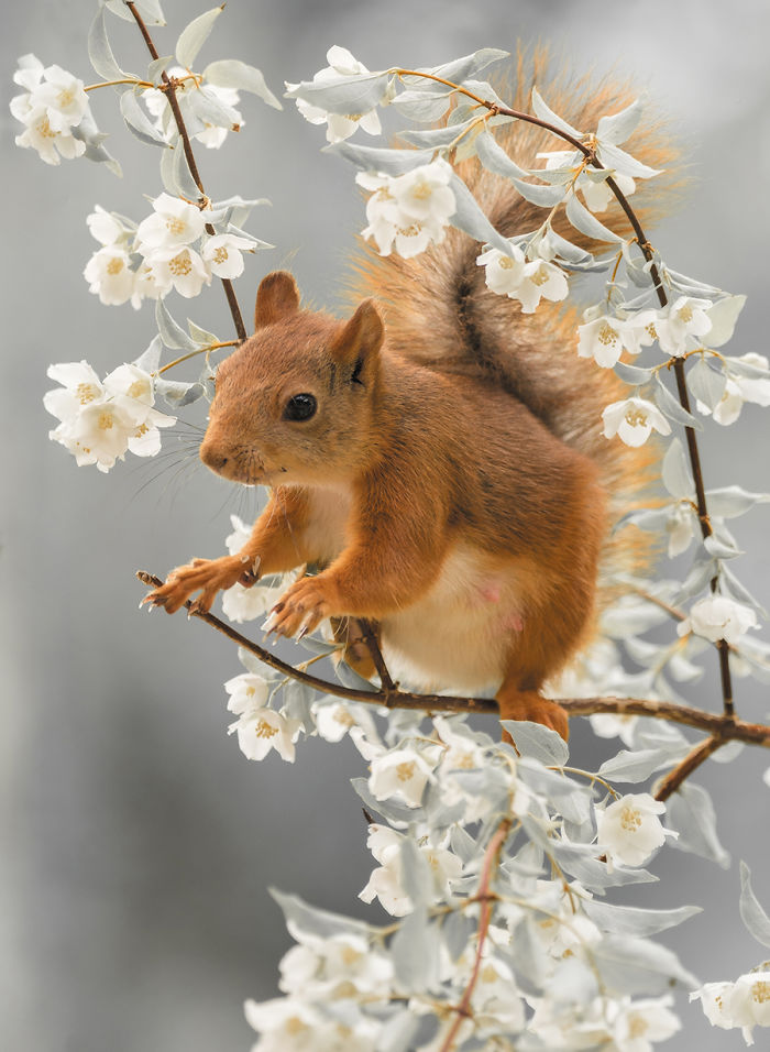 Eichhörnchen fotografieren Geert Weggen im Frühling zwischen blühenden Zweigen spielen
